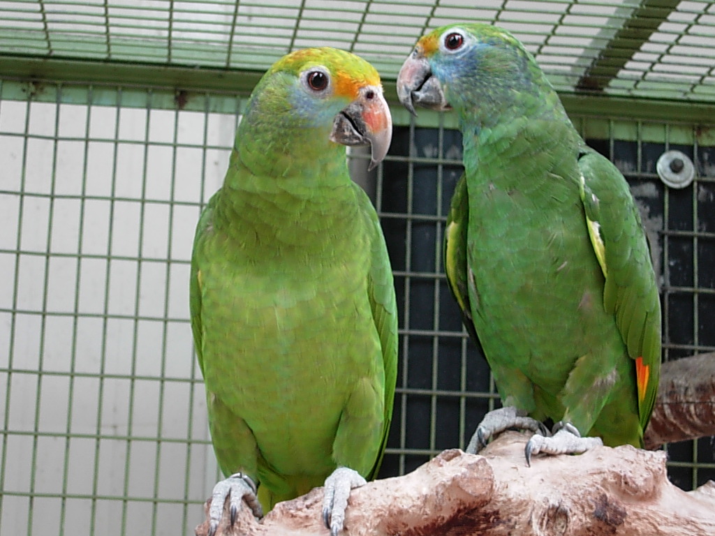 Amazoňan tmavozobý - Amazona dufresniana